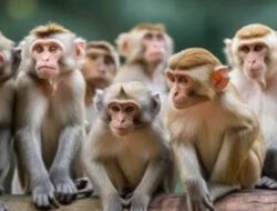 Kera Liar Rusak Tanaman Warga Dusun Sekok