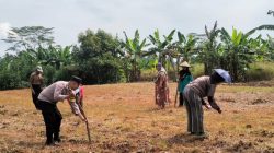 Polres Kota Banjar Mendampingi Warga Dusun Bantardawa Menanam Jagung Untuk Ketahanan Pangan