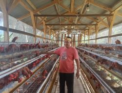 Progres Usaha Ayam Petelur BUMDES Mayana Mekar Desa Ciketak Terus Meningkat