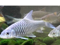 Kematian Melonjak, Ikan Mitos di Kolam Cigugur Dikarantina 