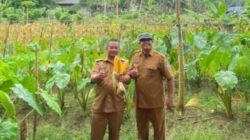 Panen Jagung Perdana, Desa Cintaratu Perkuat Ketahanan Pangan