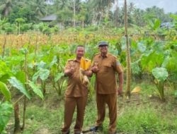 Panen Jagung Perdana, Desa Cintaratu Perkuat Ketahanan Pangan