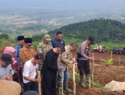 Kadis Pertanian! Tanam Perdana Sorgum di Pasirhaur Tingkatkan Ketahanan Pangan 