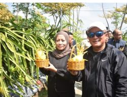 Panen Buah Naga Kuning, Bupati Apresiasi Petani Generasi Muda