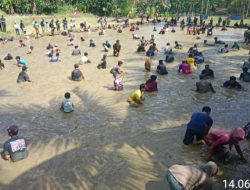 Ramaikan HUT RI Ke-81, Dusun Cibodas Gelar Tangkap Ikan Bersama 